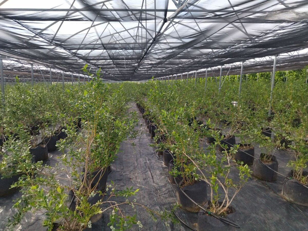 Вот в таких кадушках растёт северная ягода.