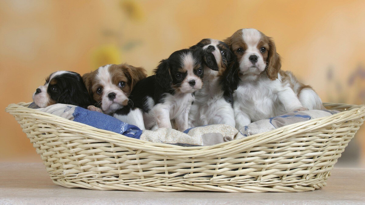    Как уберечь щенков от инфекций