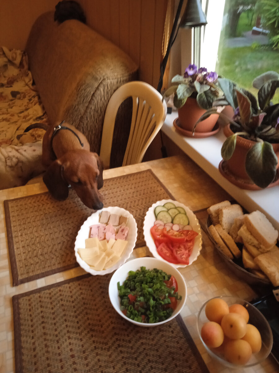 Собачья радость