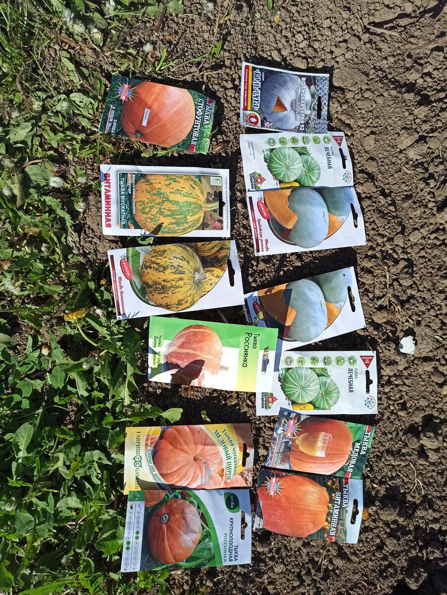 Фото автора.  А вот семена тыкв немного жаль, вырастет не всё