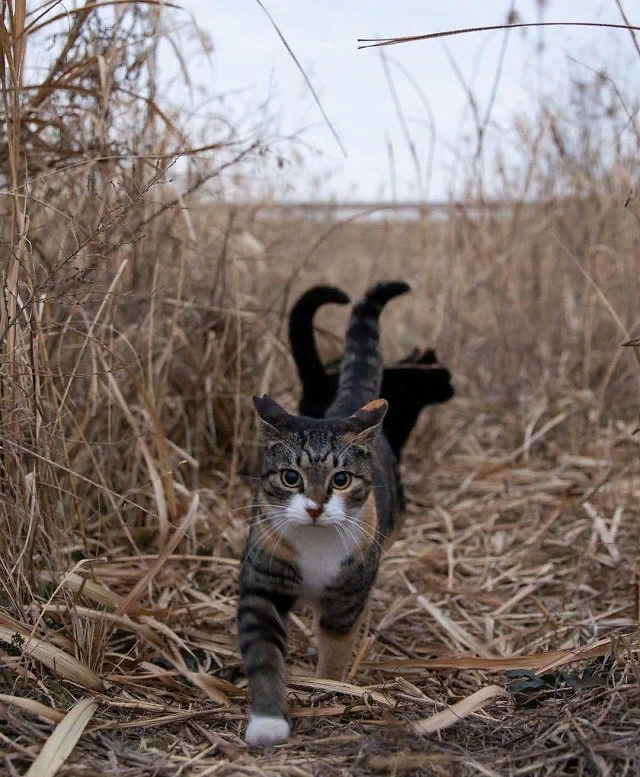 Уверена, вам это понравится! Это подборка фотографий, сделанных японским фотографом Масаюки Оки. Видимо, этот Масаюки любит кошек не меньше, чем мы с вами!-17