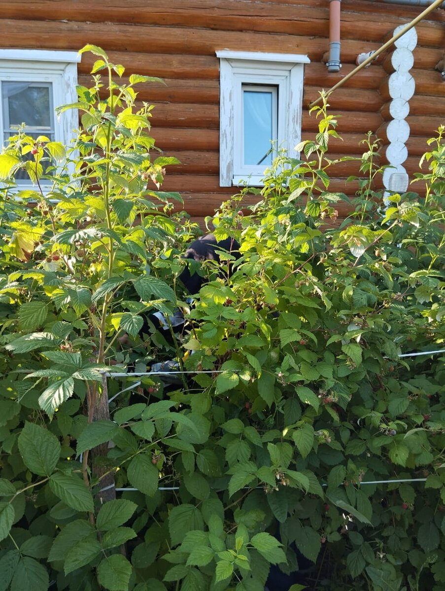 Пособирали малину