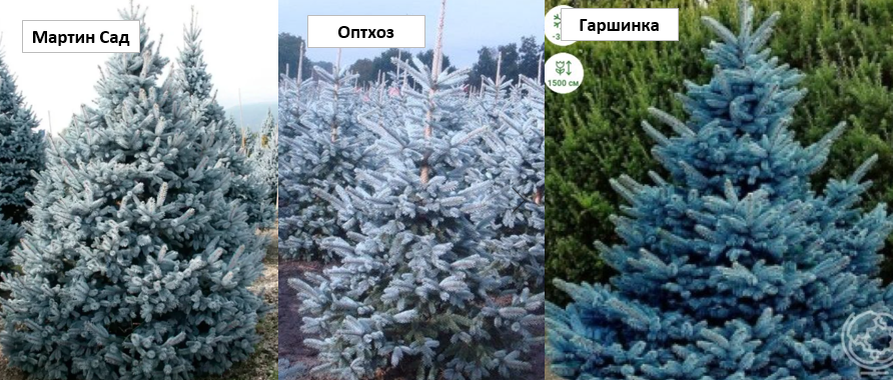 Фото из объявлений некоторых питомников растений