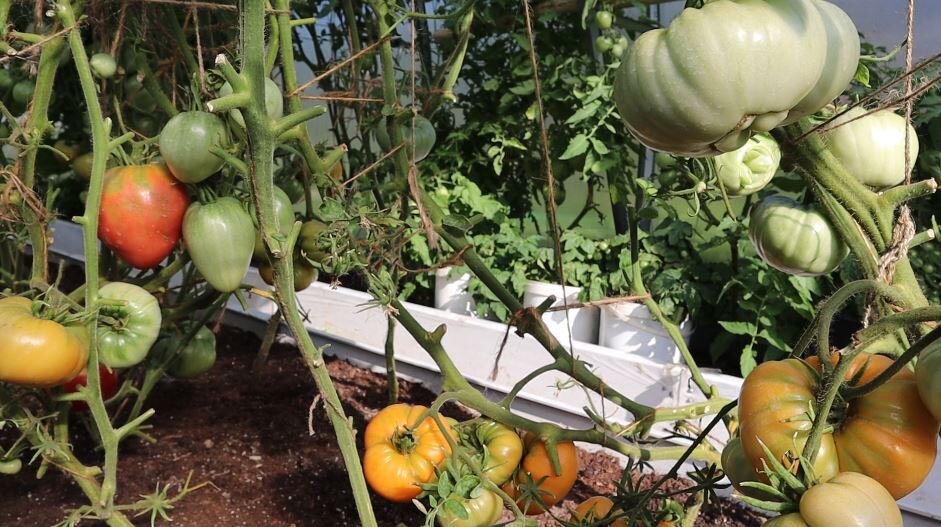 Многие садоводы думают, что чем будет жарче тем быстрее томаты покраснеют. Но это заблуждение, ведь если температура переваливает за +33+34 градуса, то в томатах перестает вырабатываться вещество отвечающее за покраснение. Тоже самое происходит и при низких температурных показателях от +13+14 градусов тепла.