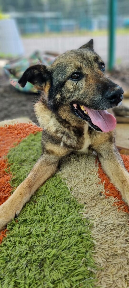 Она очень хотела жить, не смотря ни на что! Даже врачи удивлялись насколько сильна была тяга к жизни у этой собаки!