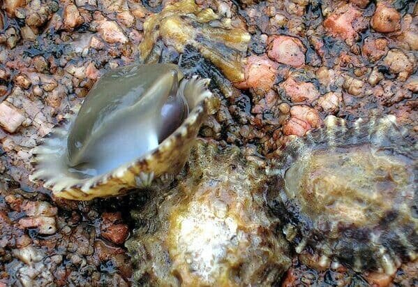 Брюхоногий моллюск Patella vulgata