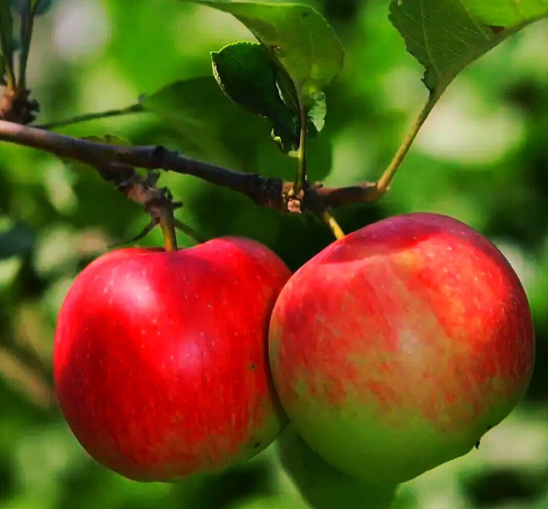 Из яблок получится вкусный компот