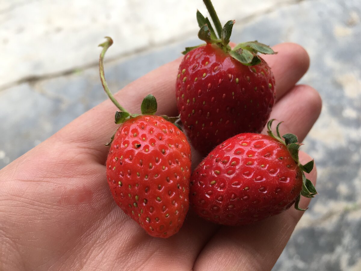 Клубника 🍓 