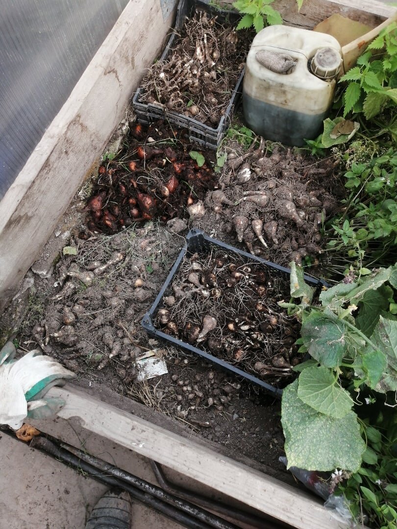 Тетушка взяла в свои новые цветники всего лишь по десятку луковиц каждого вида, а остальное отдала мне за ненадобностью