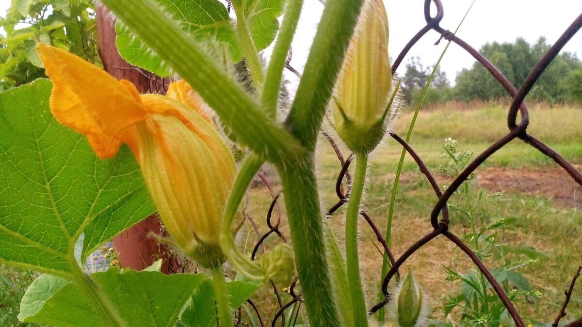 Кабачки цветут. Фото автора