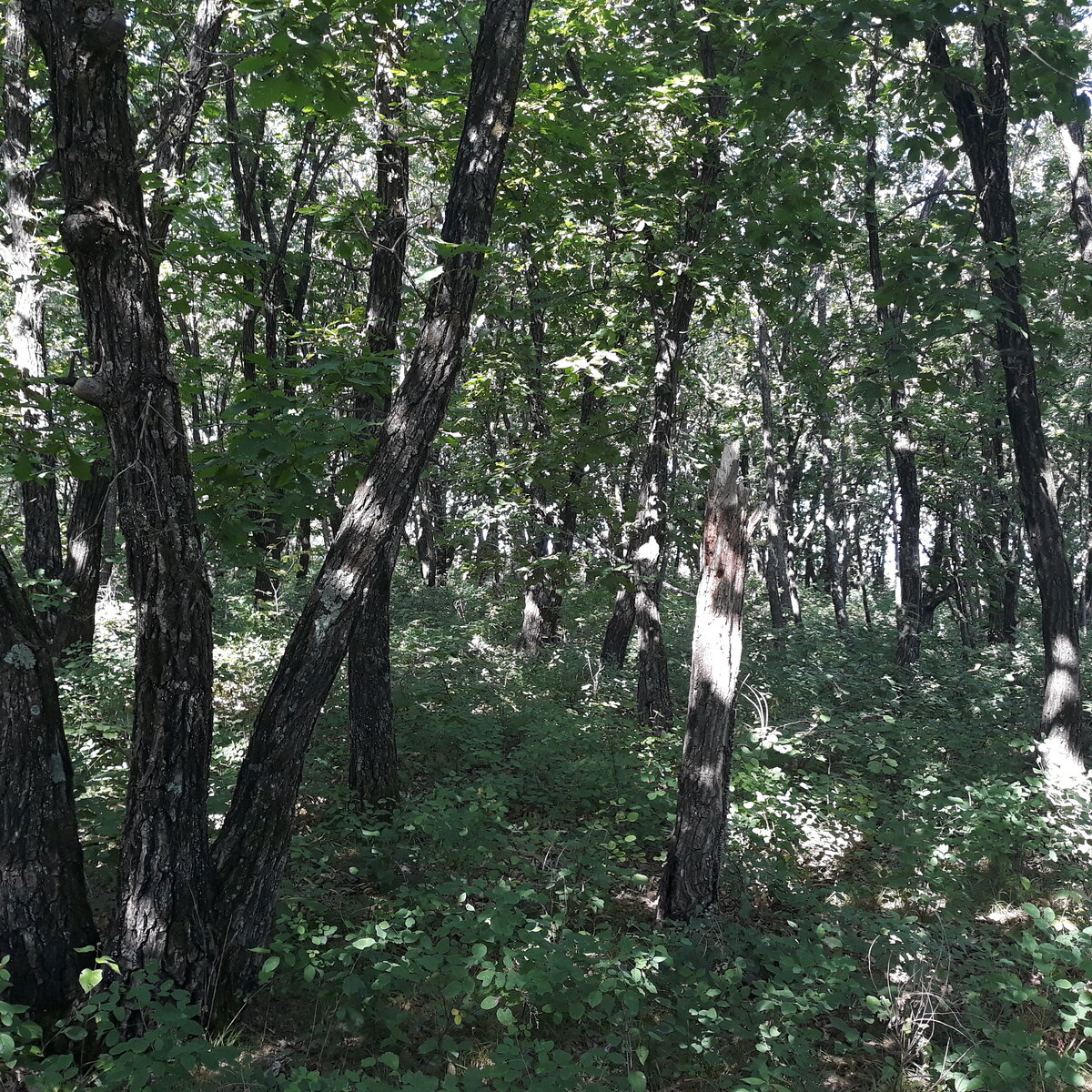 Лес хороший - травы мало