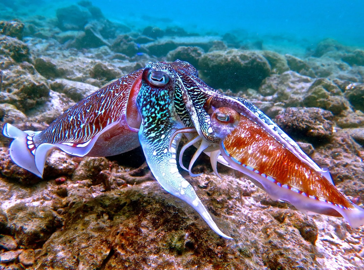 Каракатица.