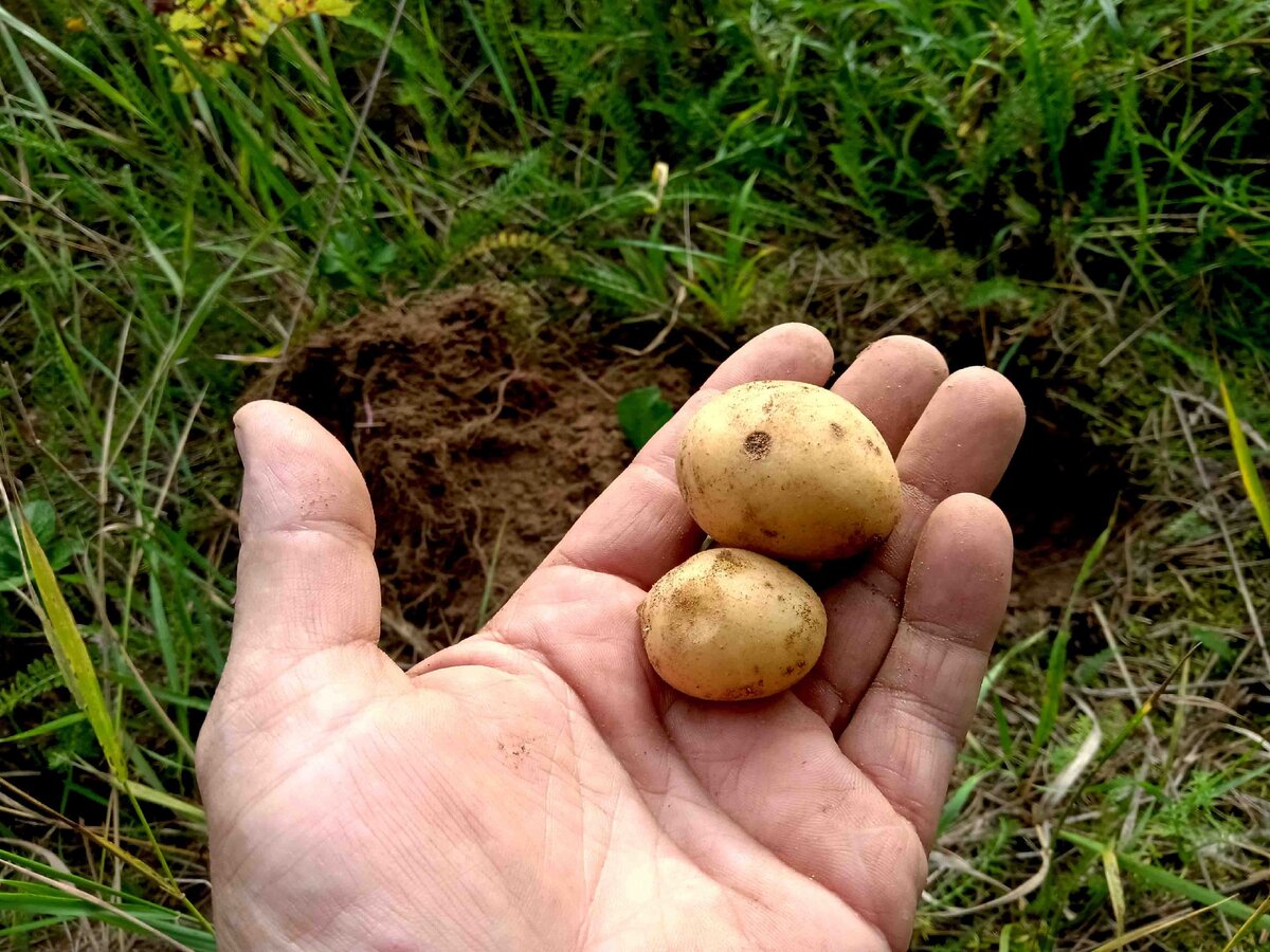 Лучший картофель россии. Картофель растет. Картошка с грибами. Мелкий семенной картофель. Картофель один.
