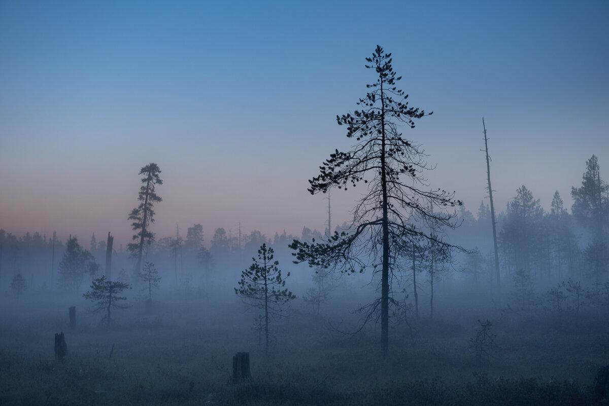 В темно-синем лесу. Hа поляне траву, зайцы в полночь косили, напевая странные слова... Это было у нас в Карелии.