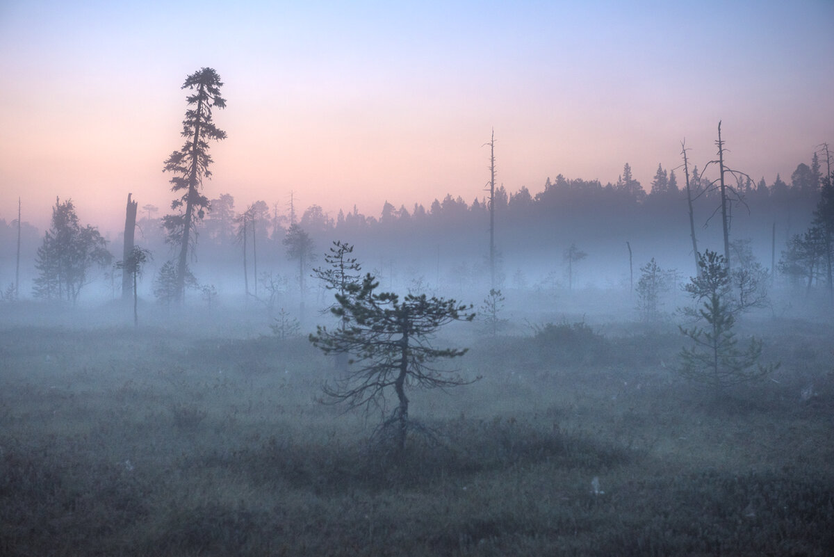 В темно-синем лесу. Hа поляне траву, зайцы в полночь косили, напевая странные слова... Это было у нас в Карелии.