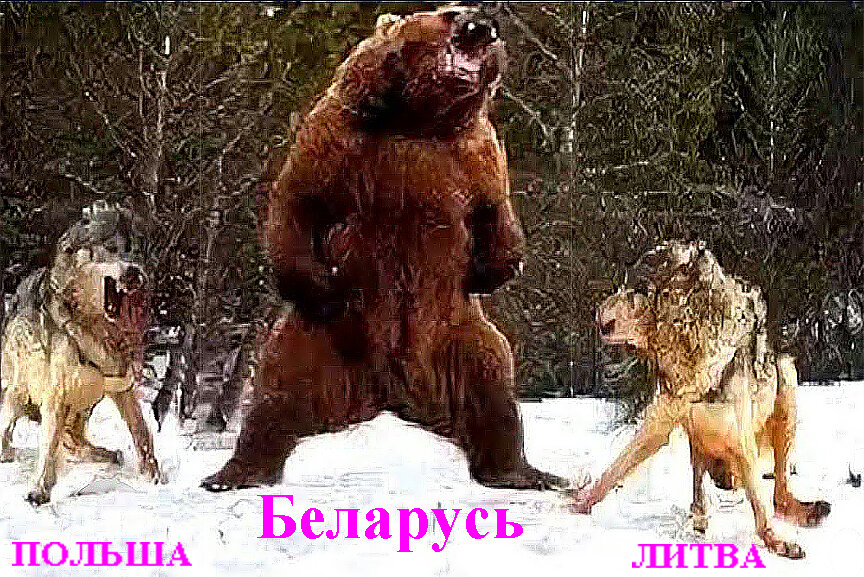 Западные шакалы