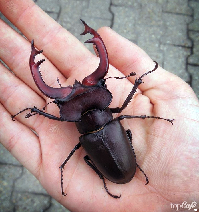 Жук Рогач. Жук-олень (Lucanus Cervus). Жук олень Рогач. Опасный Жук Рогач.