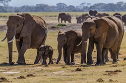 Слоны, как и люди, бывают правши и левши. Определить это можно по сточености правого или левого бивня.
Зубы у слонов меняются на протяжении всей жизни около 6 раз. Последние зубы вырастают в 40 летнем возрасте.
Своим хоботом слон может за один раз набрать от 6 до 7,5 литров воды.
Хобот слона состоит из 40 тысяч мышц, и только перегородка на хоботе это хрящевая ткань, разделяющая ноздри.
Слоны отлично плавают. Выставив свой хобот из воды, они даже способны погружаться на глубину. Скорость, с которой плывет слон 2-6 км/ч.