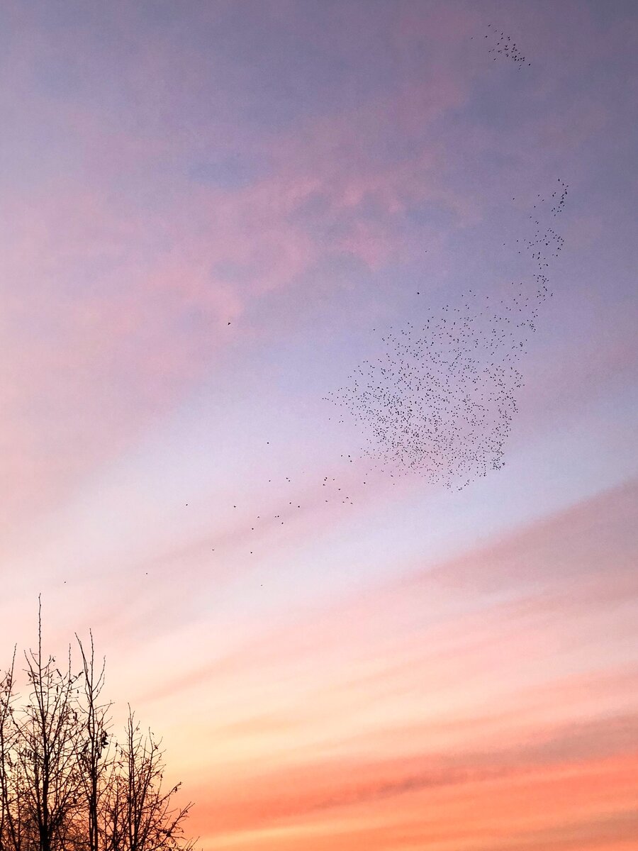 Летний вечер, почти тишина,
Ещё птицы задорно шумят,
Загорелые плечи, спина,
Провожают багровый закат. 

Шифер тёплый, что льётся волной,
Подостыл после жаркого дня,
Он закат провожает со мной,
Усадив поудобней меня.

С крыши капает наземь вода,
То не дождь, не дождёшься его,
В мокрой шляпе - черешня-еда,
Нет вкуснее её ничего.

Плечи трогают листья айвы,
Что раскинула ветви над крышей,
Но плодов не увидишь, увы,
Будет осень, вот и увижу.

А пока, без того благодать:
Виноград, груша, персики, слива,
Друг от друга рукою подать,
До чего в саду летом красиво.

У дороги растут тополя,
Лёгкий ветер макушки качает,
Позади зеленеют поля,
Пожелтеют - приедет комбайн.

За полями мелькают огни,
То и дело ночами мерцают,
Это фермы зажгли фонари,
На вершине горы засыпая.

Солнце спряталось, стало темно,
Вот и птиц уже шумных не слышно,
Но останусь сидеть всё равно,
Я под деревом сонным на крыше.

Верный друг начинает скучать,
Загрустил и дождаться не может,
Когда спрыгну и стану играть -
Дав погрызть ремешки босоножек.

Темнота звёзды делая ярче,
Обоняние малость острее,
Доносила картошки горячей -
Запах, что запеклась на костре.

До чего хорошо под луной,
Да под деревом, сидя на крыше,
Наблюдать за упавшей звездой,
Под полёты порхающей мыши...
 Артур Гарипов
