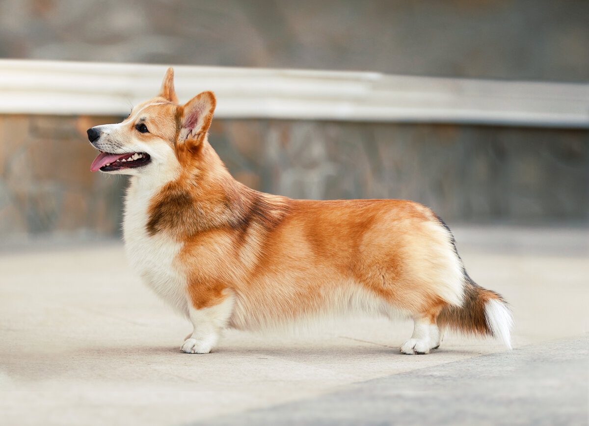 Источник: https://www.royal-canin.ru/dog-breeds/breed_welsh-corgi-pembroke/