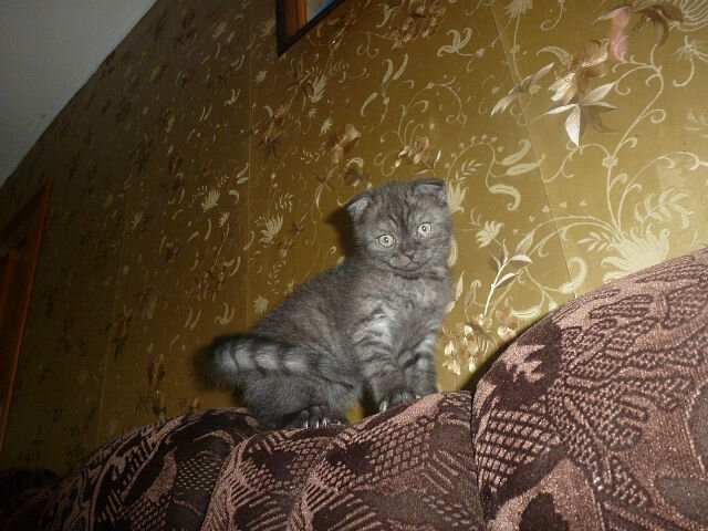 Это наш первый породистый кот Марсель