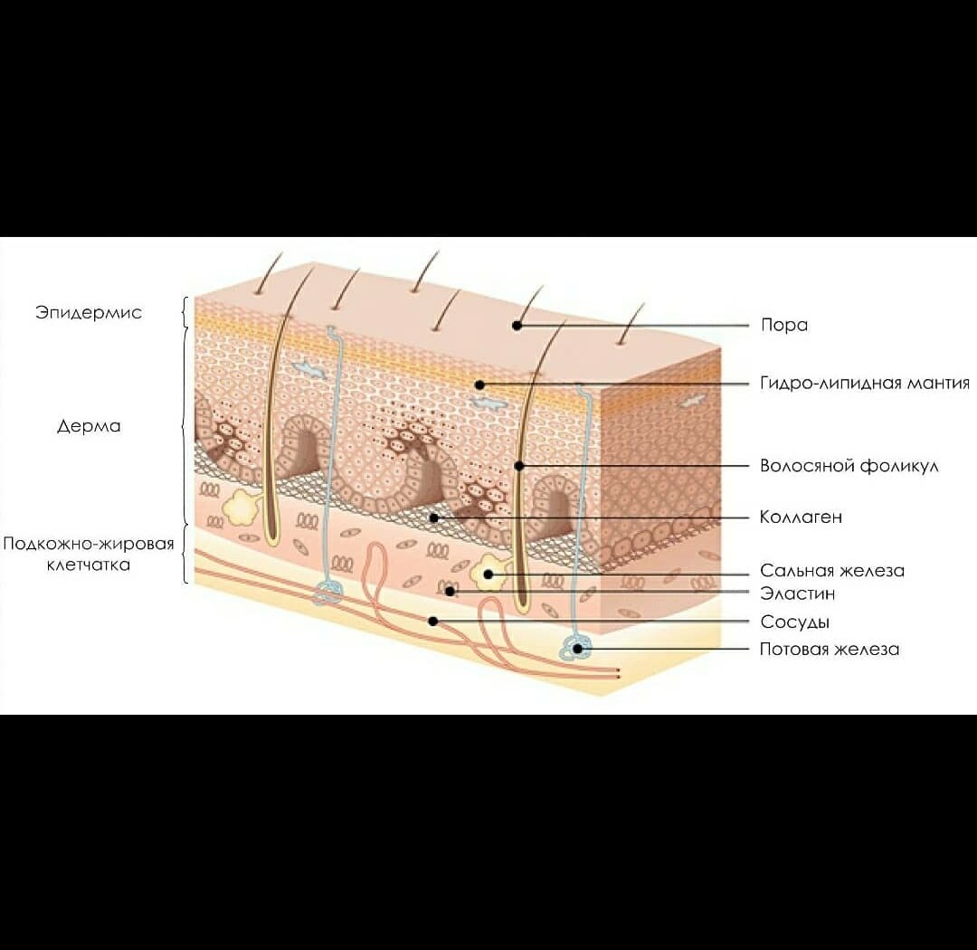 Схема кожи. Строение эпидермиса кожи. Строение эпидермиса гидролипидная мантия. Гидролипидная мантия кожи. Слои кожи человека строение.