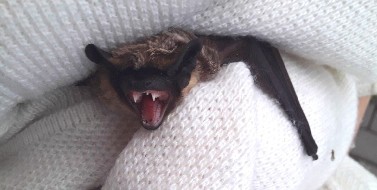 Я тебе не мышка, а солидный хищник! Поняла?! Вот и ладненько... Вези, давай!