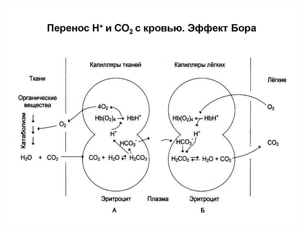 Н перен. Эффект Бора биохимия. Эффект Бора биохимия гемоглобин. Эффект Бора физиология. Эффект Бора кровь.