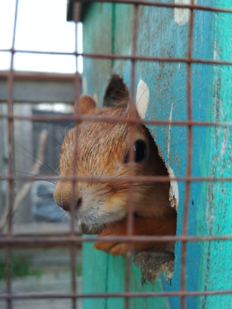 Сытенькая белочка в парке "Страусиная ферма" д. Ильмень Новгородская обл.