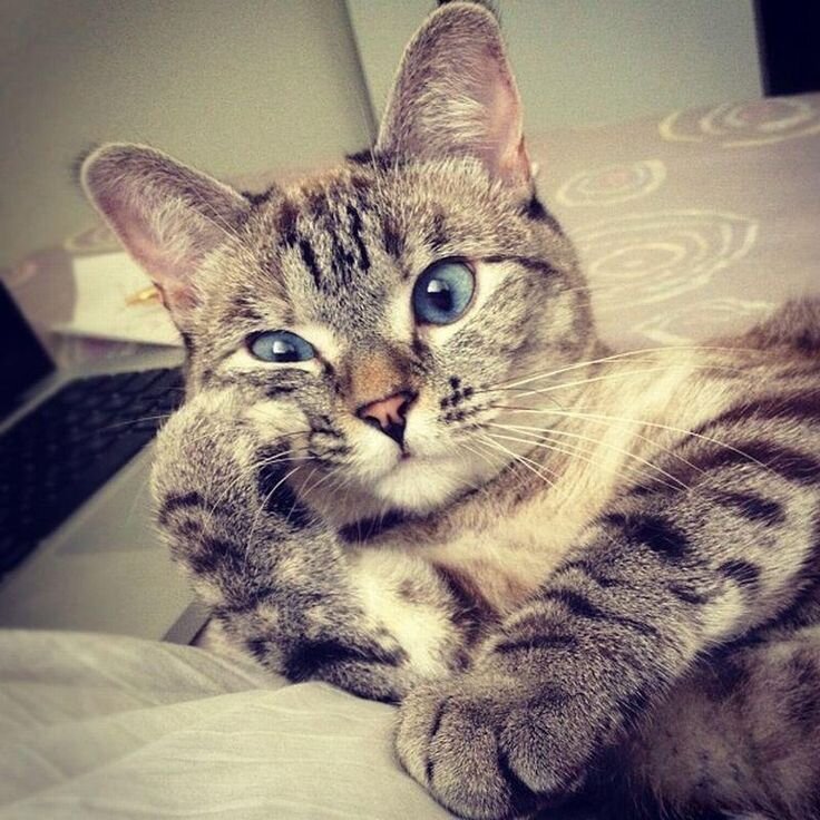 Источник фото: Яндекс