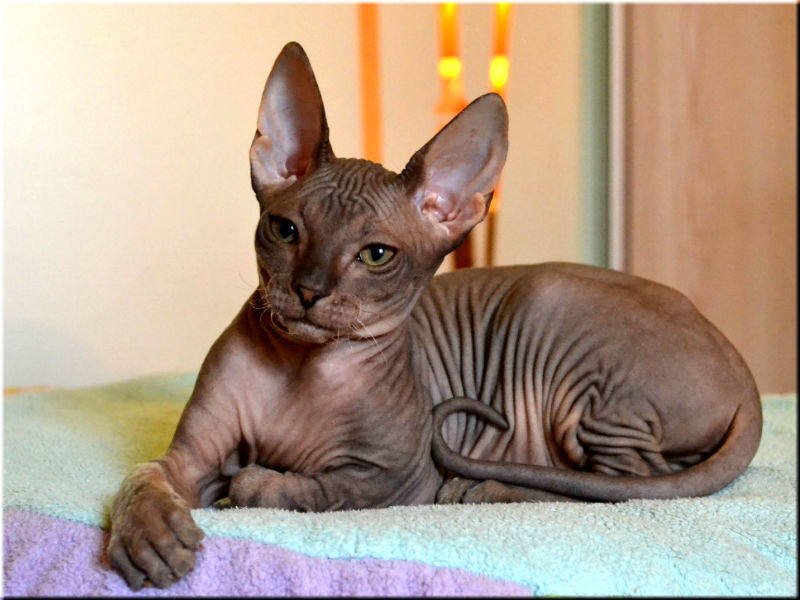 Источник kotikiinfo.ru