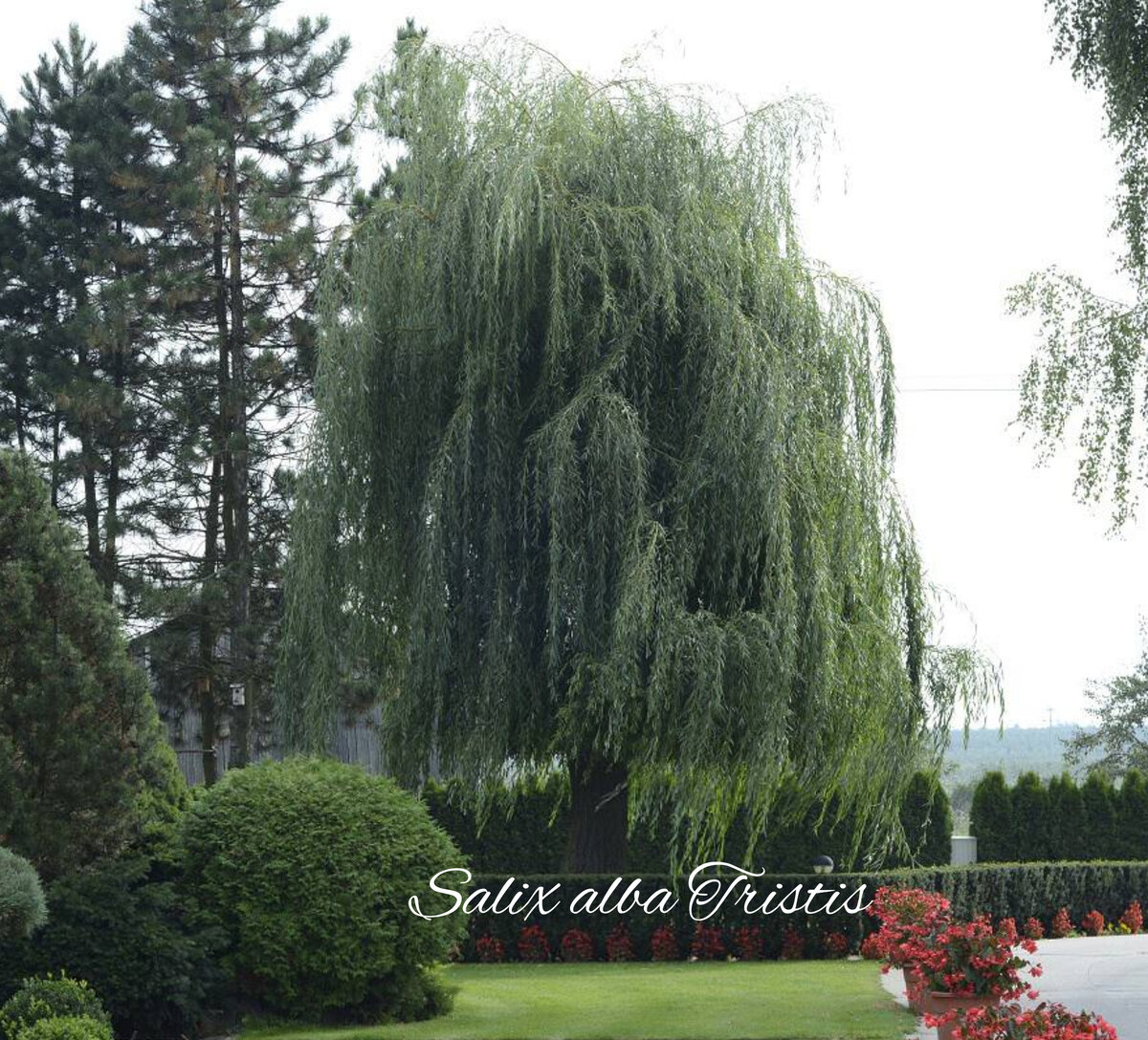 Тристис - роскошная плакучая форма с нежными веточками