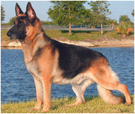 Умная и легко обучаемая, неизменно популярная немецкая овчарка довольно активна и любит чем-нибудь заняться. Следовательно, они ежедневно нуждаются в достаточных физических упражнениях; в противном случае они становятся озорными или нервными.