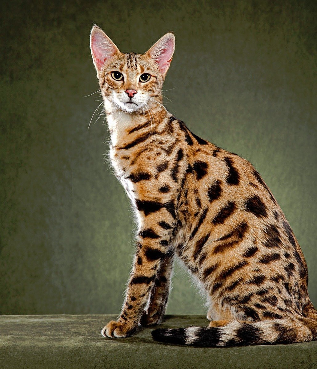 5 самых опасных пород кошек | смешные коты | Дзен