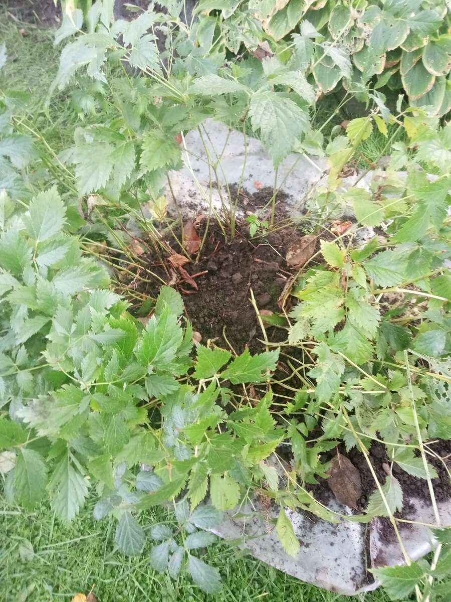 В середине нет листьев. 