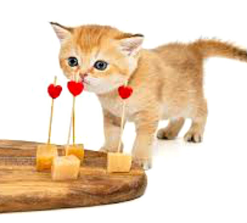 Сырок с котиком. Кот понюхал сыр. Можно кошкам давать сыр. Кот ест сыр. Кот жрет сыр.