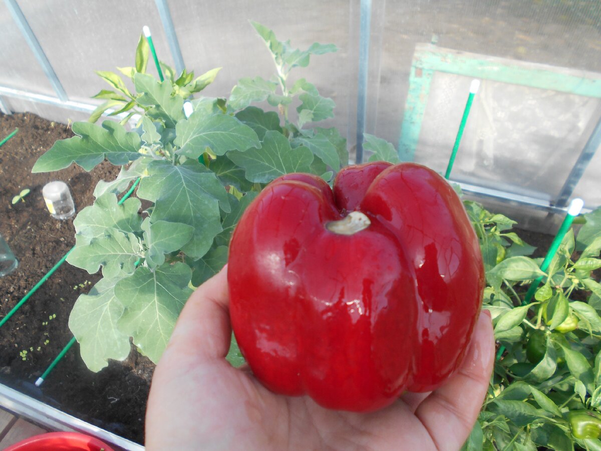 Вот такие бывают пятна на перцах. Фото моё