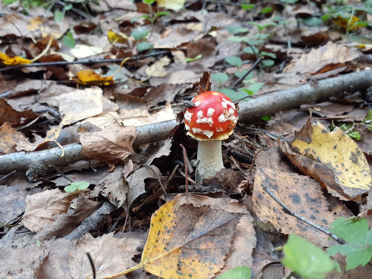 Схема летом в лесу приятно пахнет грибами. Вонючий гриб. Собачий вонючий гриб. Грибы поселяющиеся на живых организмах.