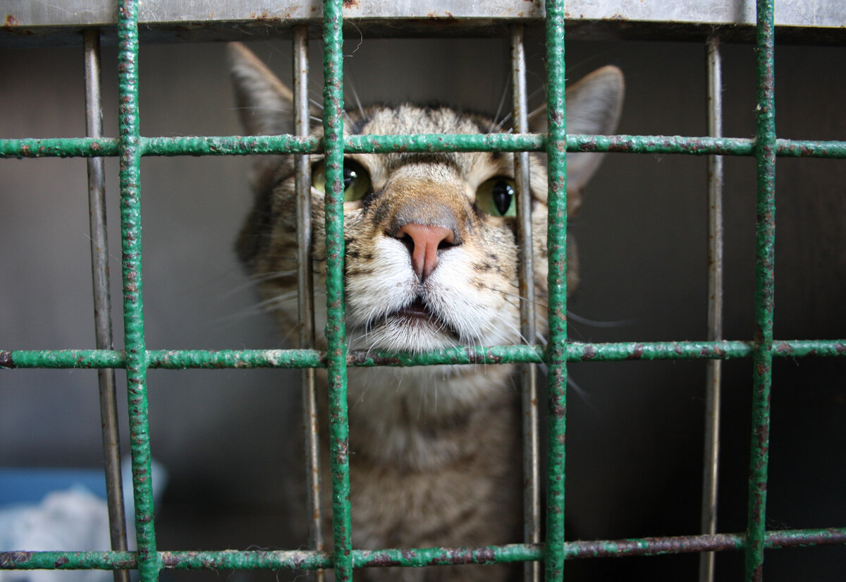 Приют кошек помочь. Кошачий приют. Приют для котов. Кот в приюте. Кошачья тюрьма.