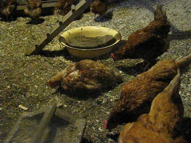 Фото. Хозяйство Воронова. Курица упала на ноги