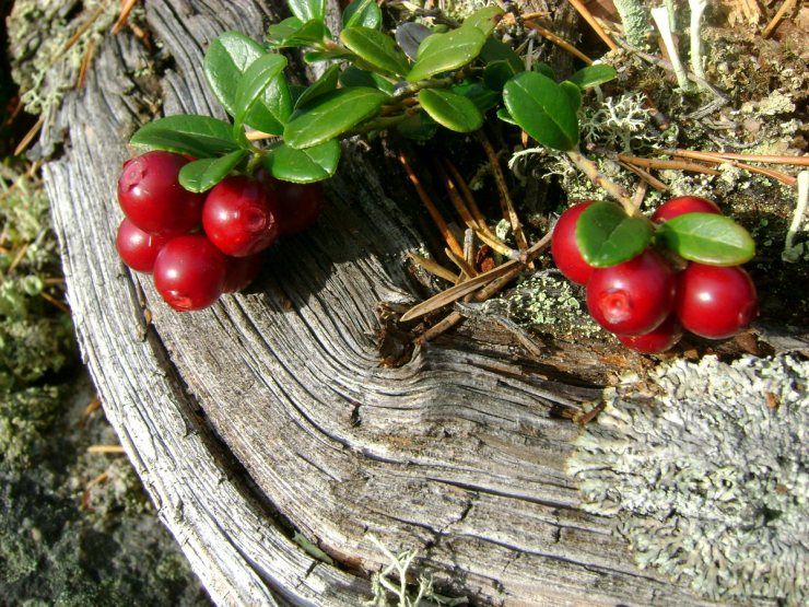 Фото из Яндекс.Картинки