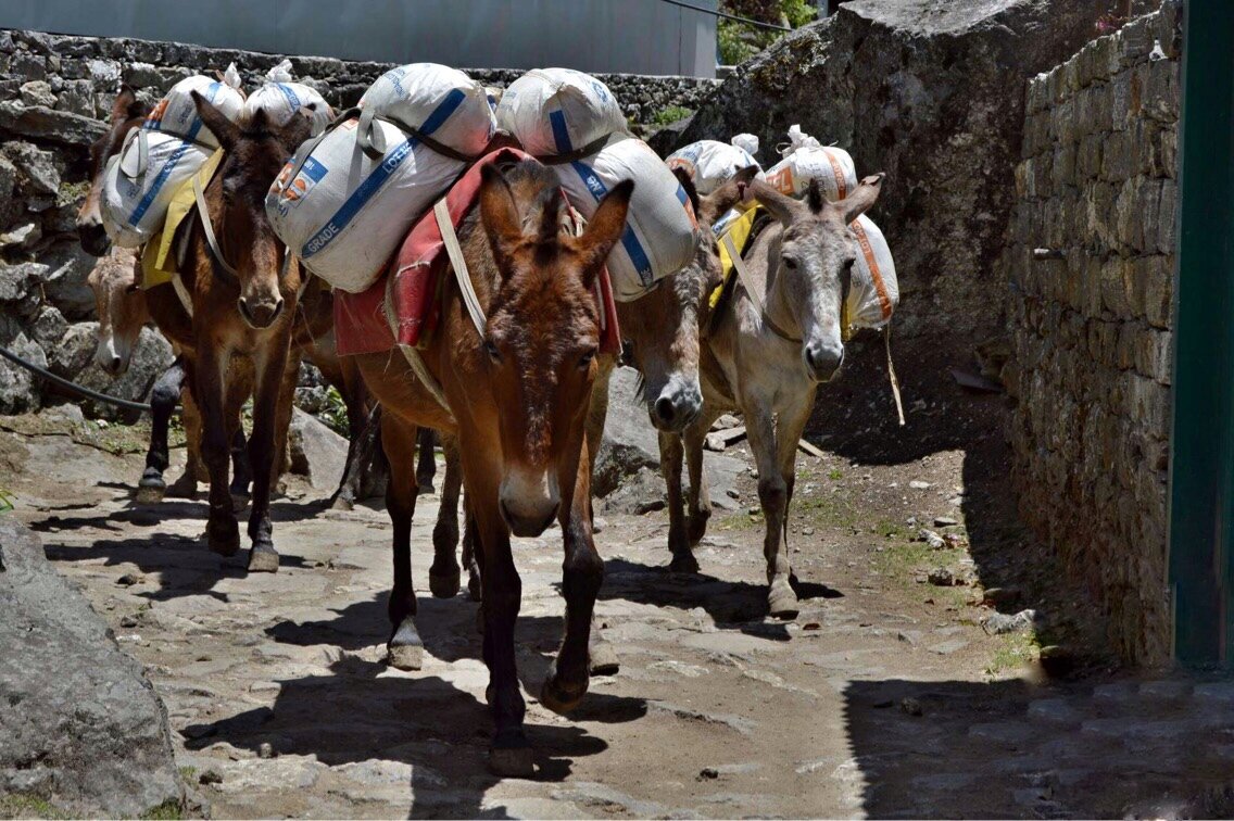 Мулы за работой