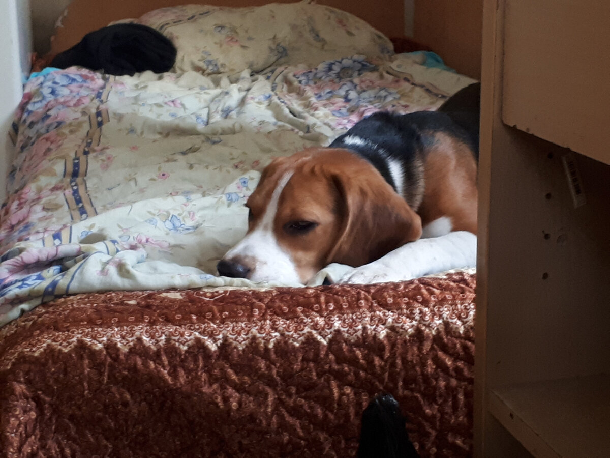 Выбираем готовый корм для собаки