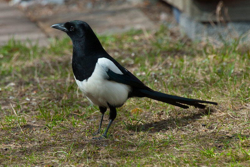 Фото Tero Laakso (flickr.com)