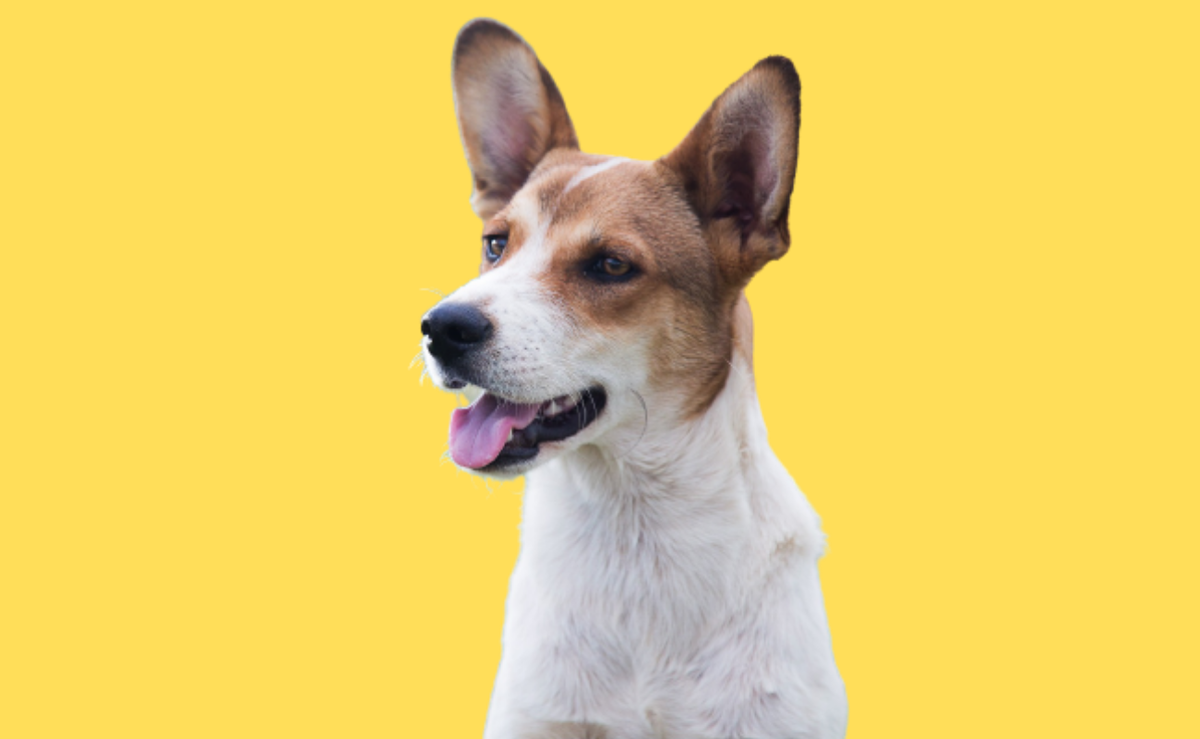 Берегите своих питомцев