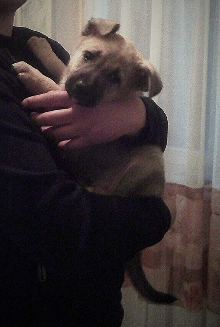 Лаки маленький 