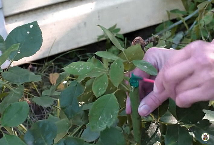 Обработка среза зелёнкой