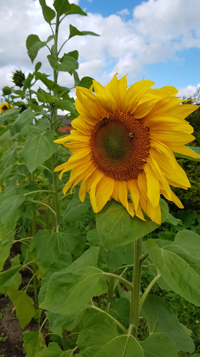 Известно, что раньше Новый год начинался 1 сентября