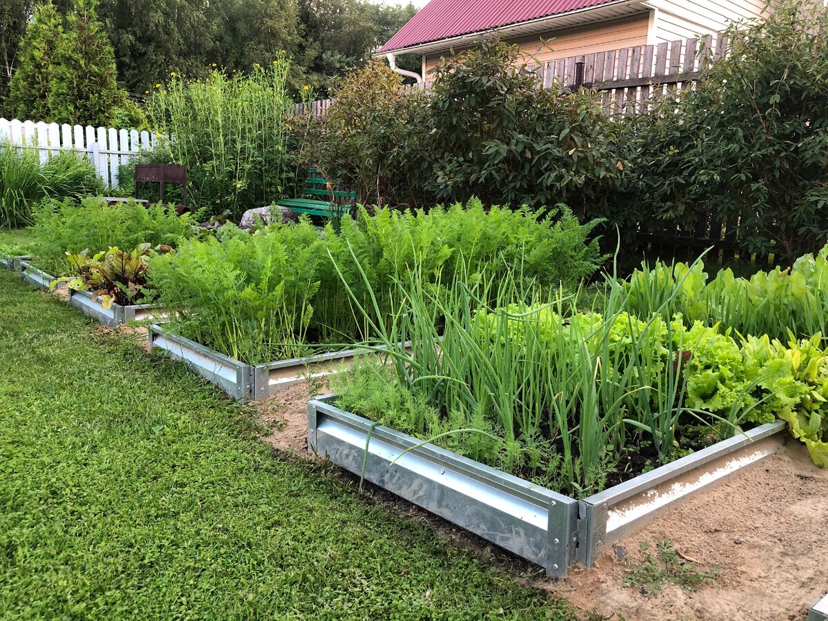 Вот грядки, отслужившие один сезон. Выглядят как новые. Снимал несколько недель назад. Фото автора 