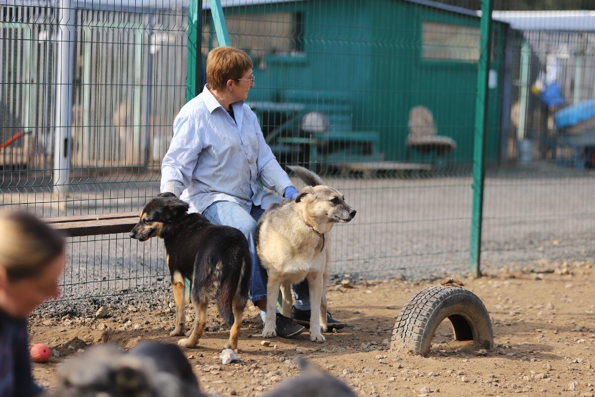 Приют Солнцево. 